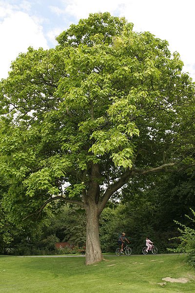Catalpa