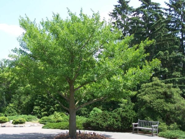 Ginko Biloba