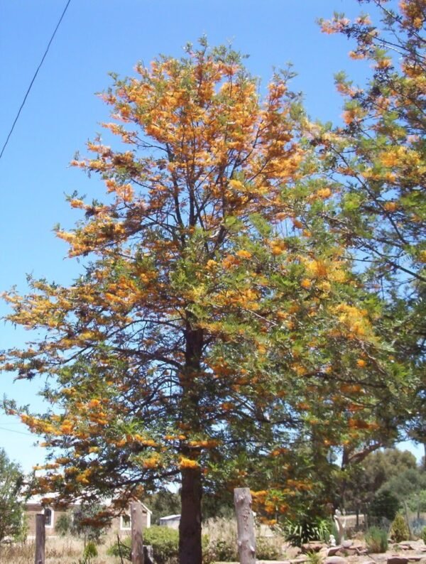 Grevillea