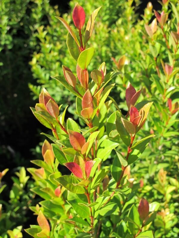 Eugenia Myrtifolia