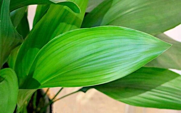 Alternative view of Aspidistra