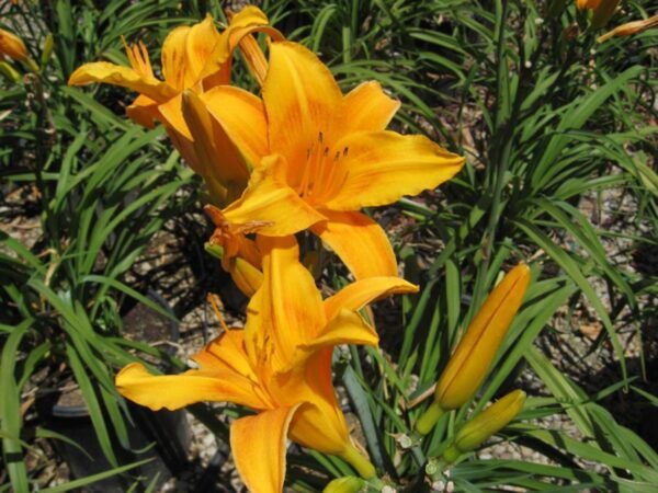 Alternative view of Hemerocallis