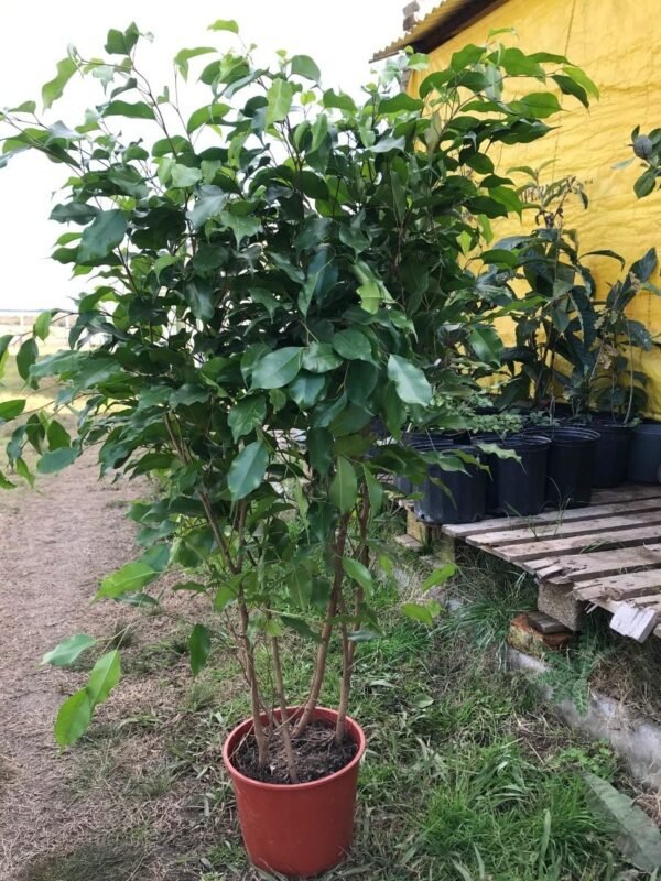 Ficus Benjamina