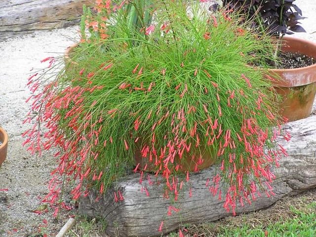 Coralito - Imagen 2