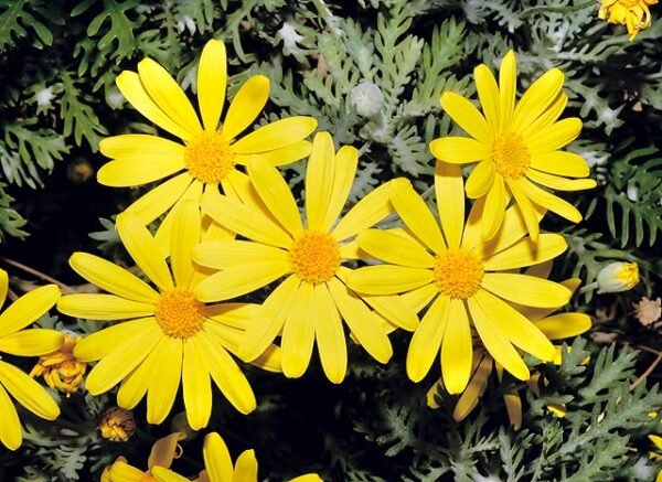Margarita - Amarilla