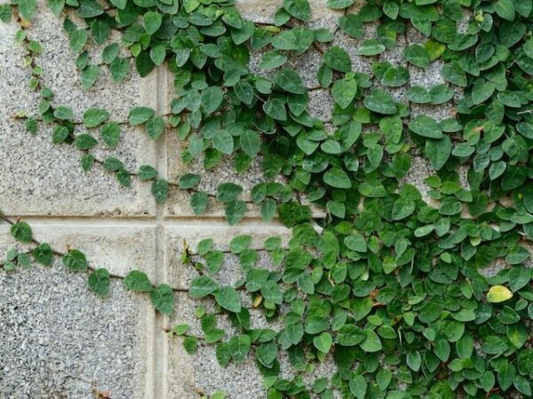 Ficus Repens - Enamorada del muro