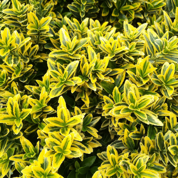 Evonimo microfila verde y amarillo