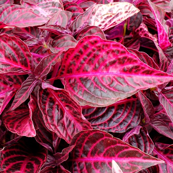 Purpura