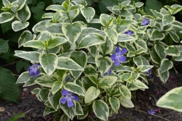Alternative view of Vinca - Variegada