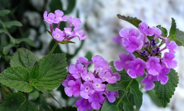 Lantana rastrera lila