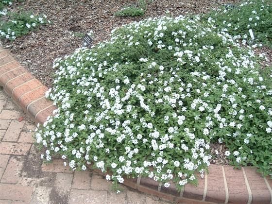 Lantana rastrera – Blanca - Imagen 3