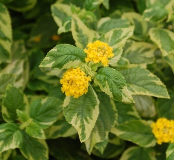 Lantana - Variegada