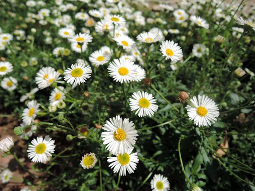Alternative view of Erigeron