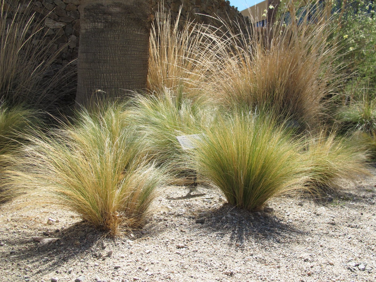 Stipa - Imagen 2