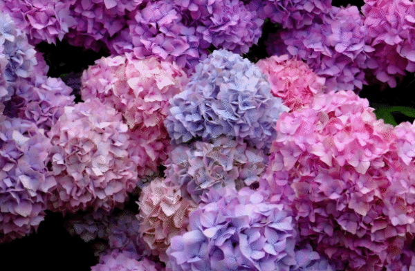 Hortensia Rosada/Azul