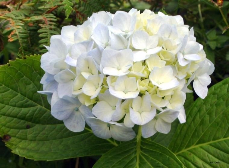 Hortensia - Blanca
