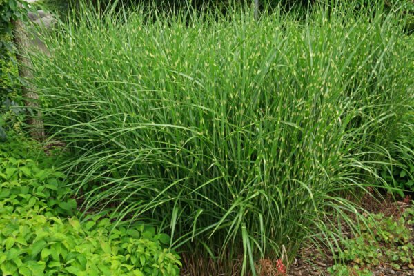 Alternative view of Miscanthus zebrina