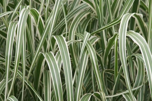 Alternative view of Miscanthus Sinensis Cabaret
