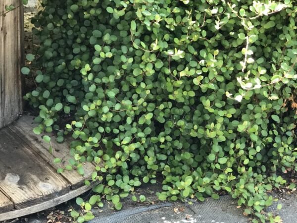 Alternative view of Muehlenbeckia
