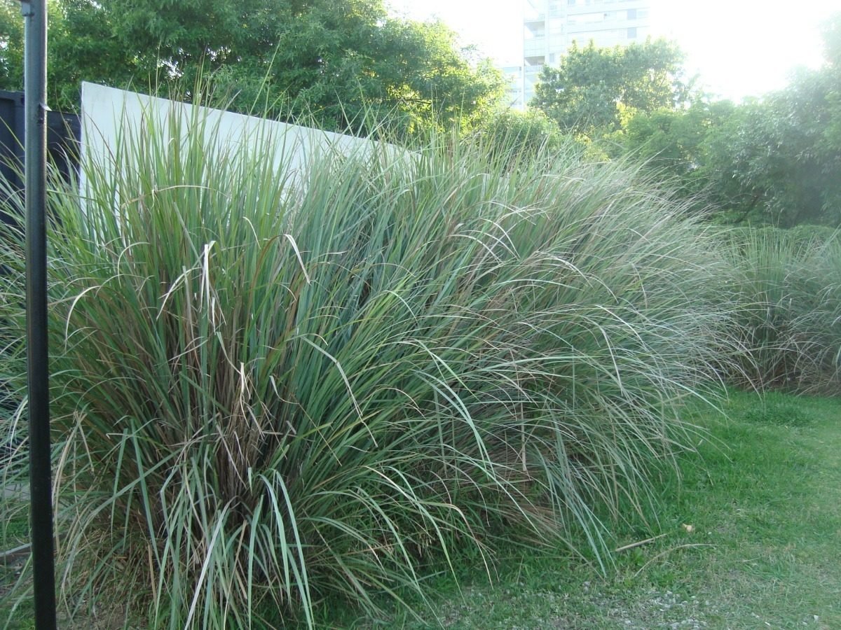 Paspalum haumanii - Imagen 2