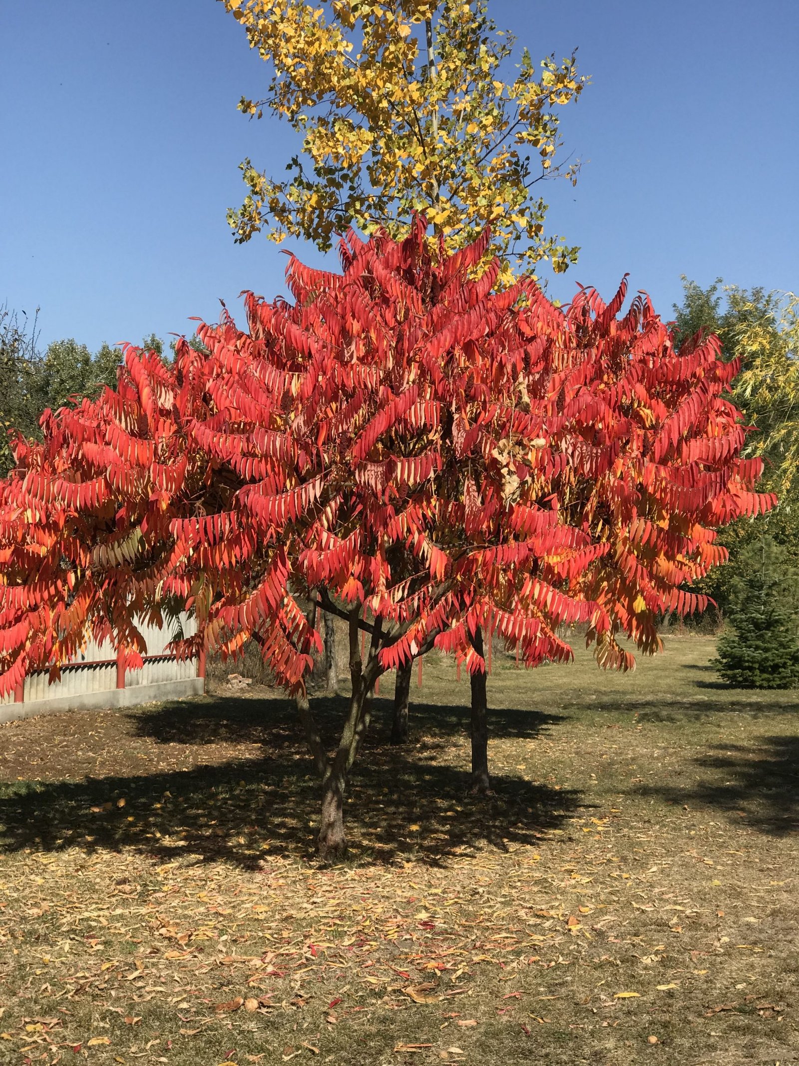 Rhus
