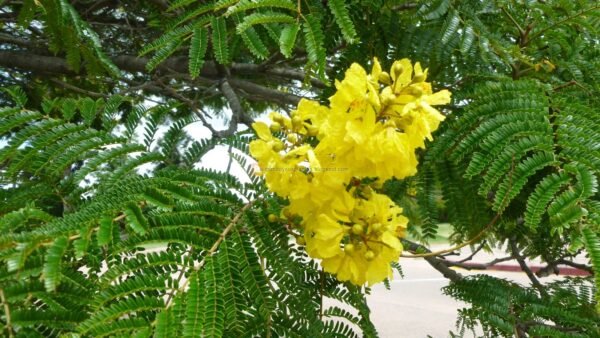 Alternative view of Ibirapita