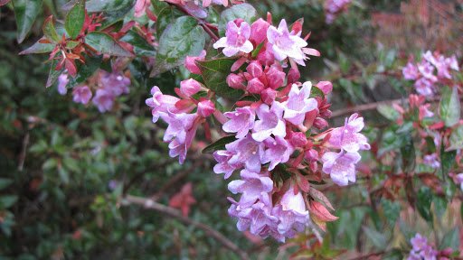 Alternative view of Abelia - Rosada
