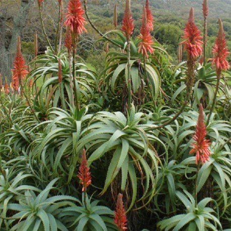 Aloe vera