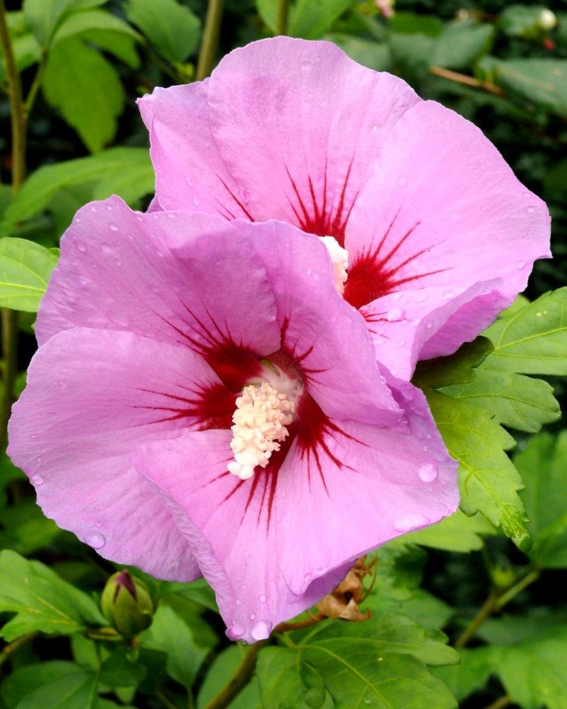 Althea - Mimo - Hibisco - Imagen 3