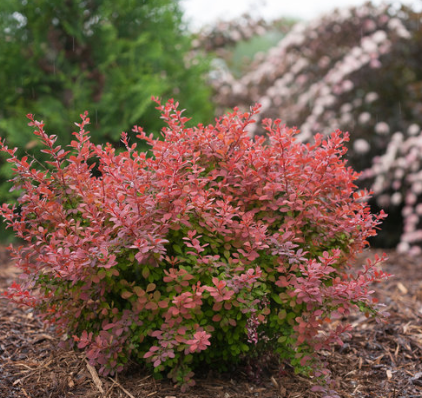Berberis