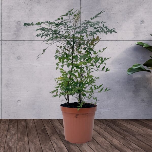 Nandina domestica