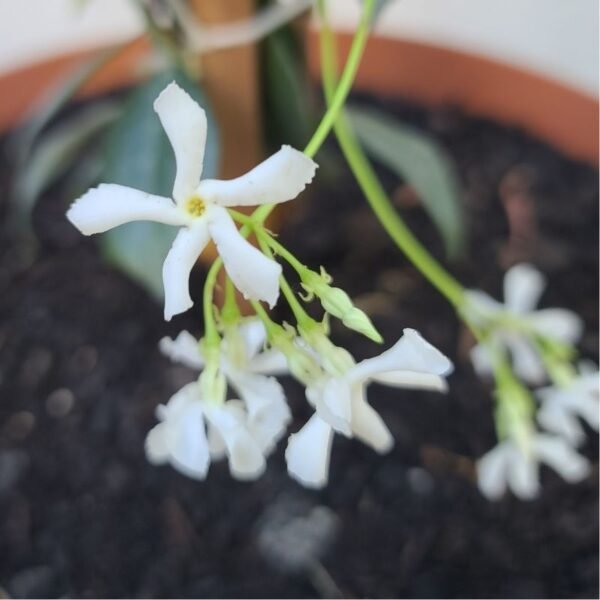 Alternative view of Jazmin de leche