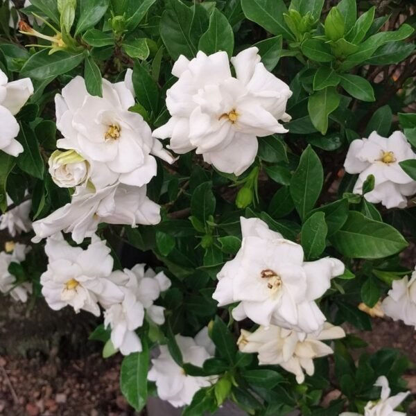 Jazmin Fortuna INJERTADO - Calidad 1