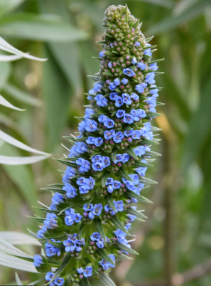 Alternative view of Echium