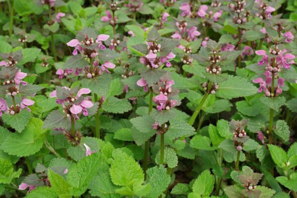 Alternative view of Lamium Maculatum