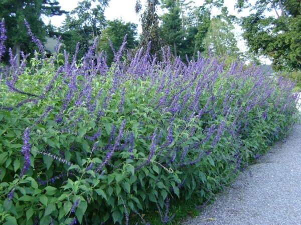 Alternative view of Salvia Greggi - Indigo Spire