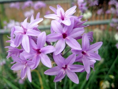 Tulbaghia violacea