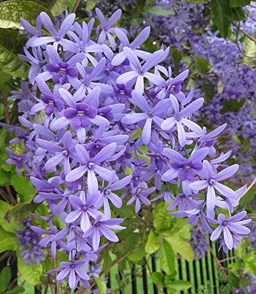 Petrea Volubilis