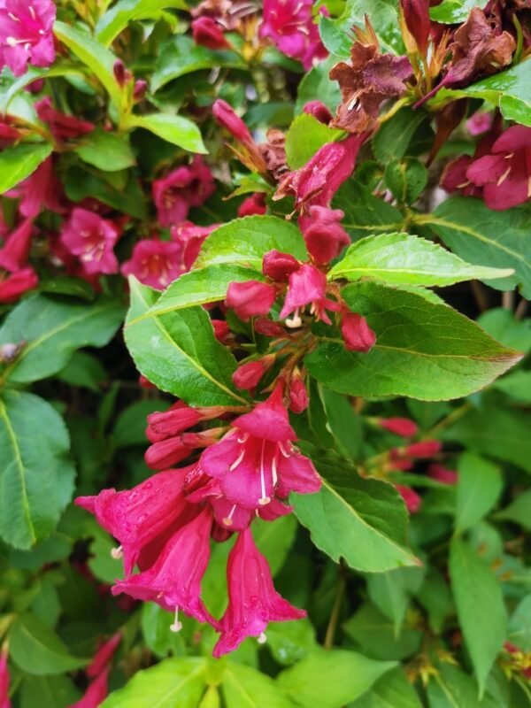 Alternative view of Weigela roja