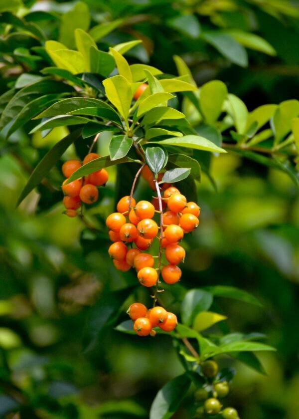 Duranta erecta 'Aurea'