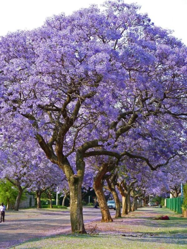 Jacaranda