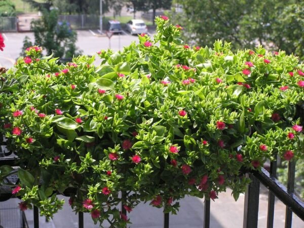 Alternative view of Rocio