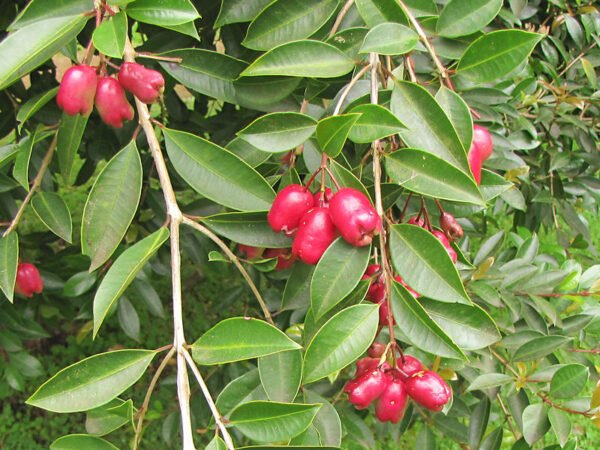 Alternative view of Eugenia Myrtifolia