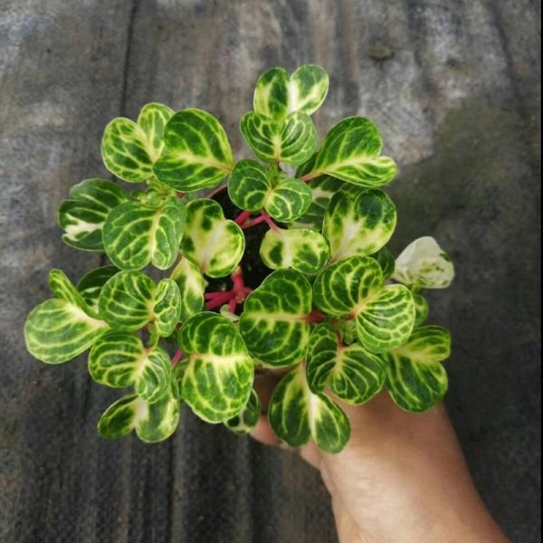 Alternative view of Purpura variegada