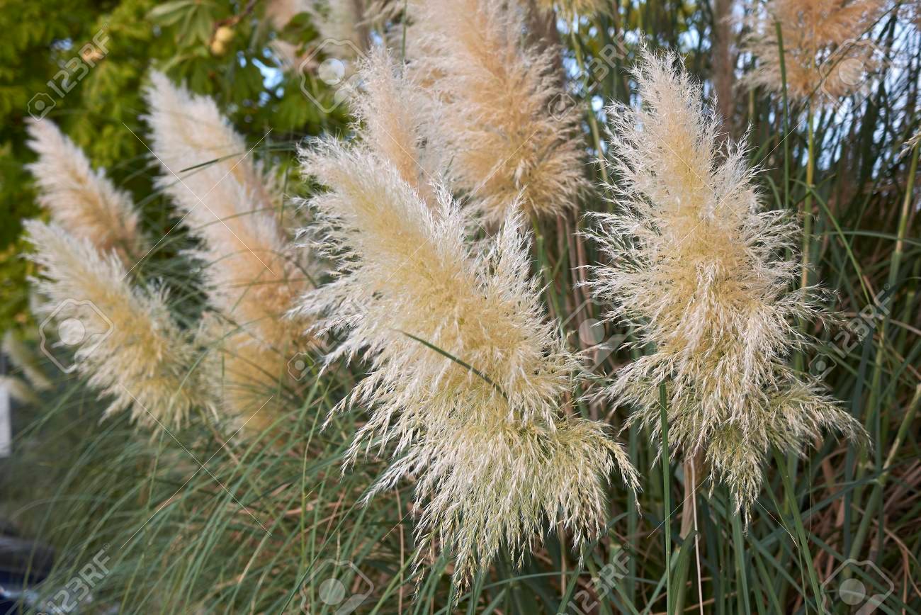 Cola de zorro - Imagen 3