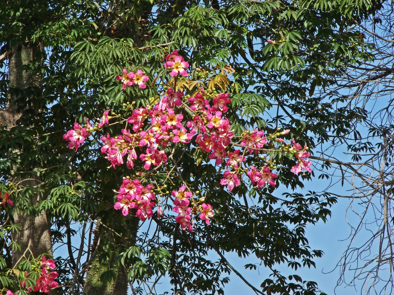 Palo borracho - Imagen 3