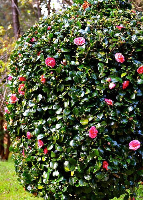 Camellia Japonica - Imagen 3