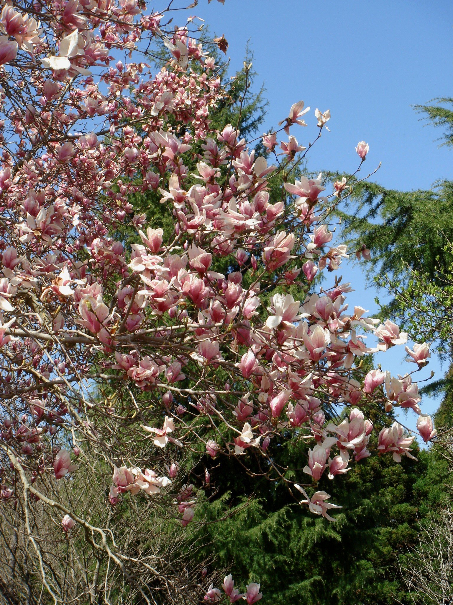 Magnolia soulangiana japónica - Imagen 3