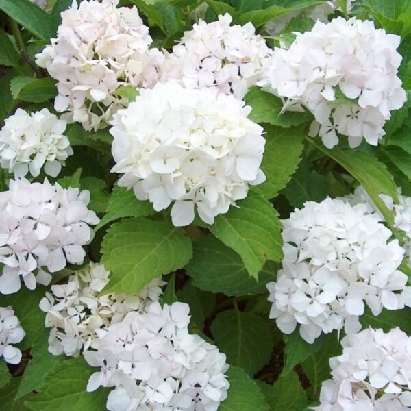 Alternative view of Hortensia - Blanca