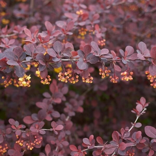 Alternative view of Berberis